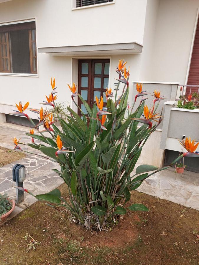 Apartament Le Strelizie Arnesano Zewnętrze zdjęcie